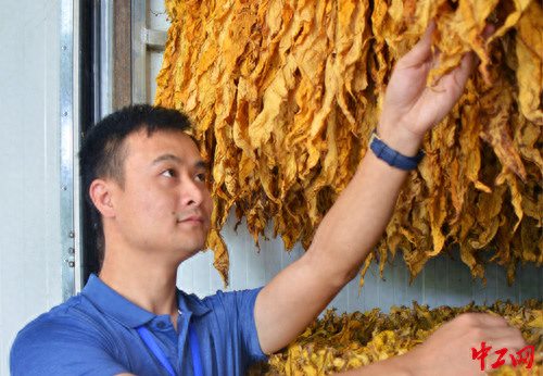 贵州省劳动模范陈丽萍:用“金叶子”助农增收