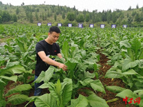 贵州省劳动模范陈丽萍:用“金叶子”助农增收