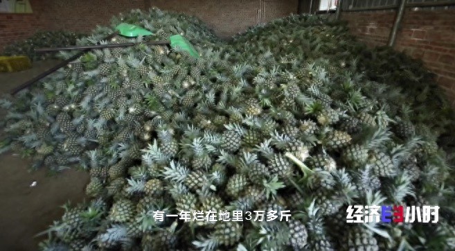 火出圈的湛江徐闻菠萝年产值超25亿元,对接RCEP出口新加坡