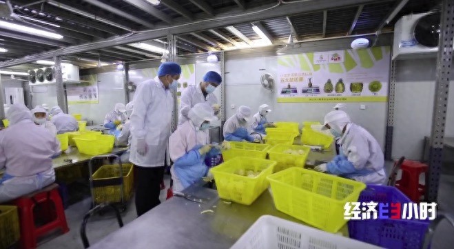 火出圈的湛江徐闻菠萝年产值超25亿元,对接RCEP出口新加坡